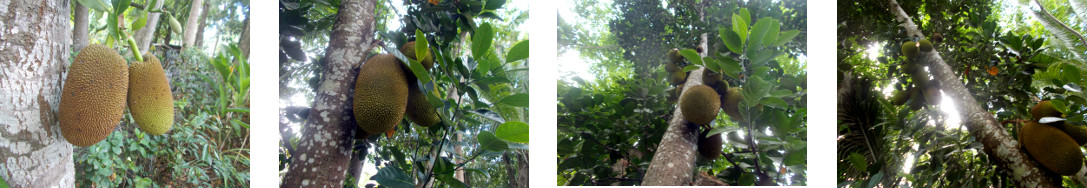Images of jackfruit growing in
        tropical backyard