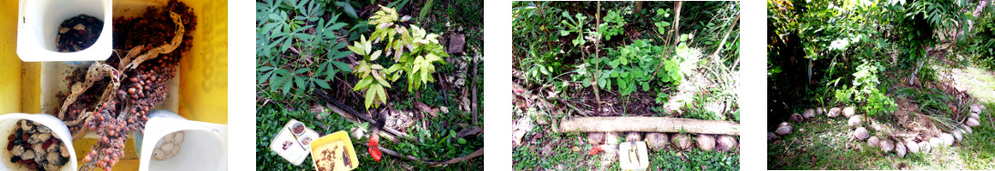Images of old seeds planted in various
        places in tropical backyard