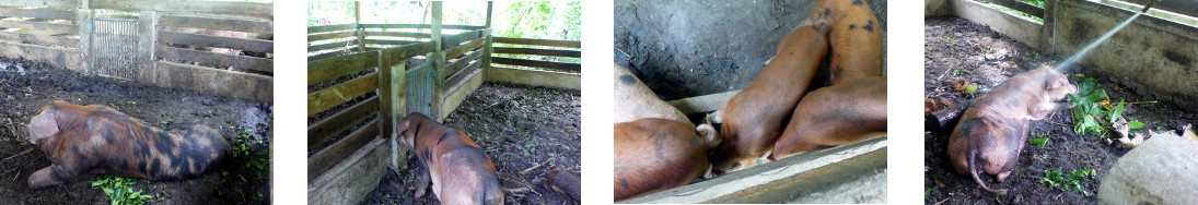 Images of tropical backyard sow
        separated from her piglets