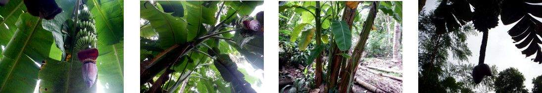 Images of banan hearts growing in
        tropical backyard