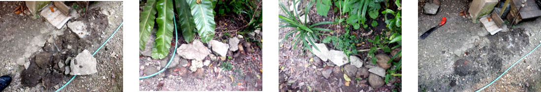 Images of broken concrete slabs used
        as garden borders in tropical backyard