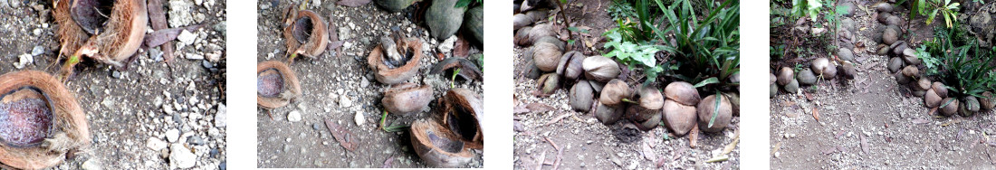 Images of empty coconut shells used as
        garden borders in tropical backyard