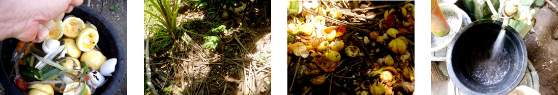 Images of emptying compost bucket in
        tropical backyard