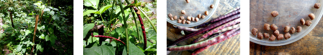 Images of a small harvest of Cowpeas
        in tropical backyard