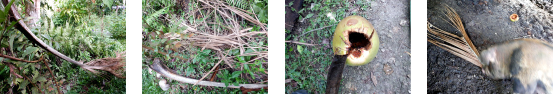 Images of debris in tropical backyard
        fed to pig