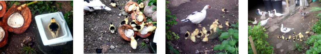 Images of newly born ducklings in
        tropical backyard