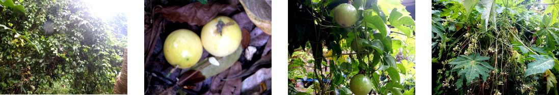 Images of fruits and flowers in a tropical backyard