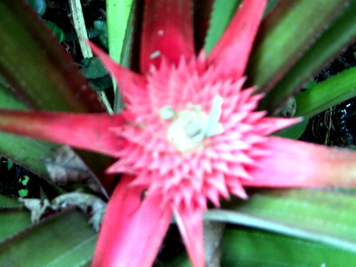 Images of Pinapple plant flowering in
        tropical backyard