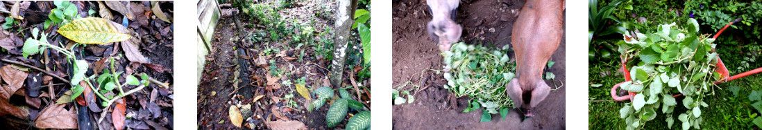 Images of garden refuse in tropical backyard