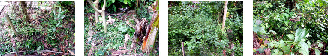 Images of cleared and uncleared areas in tropical
        backyard