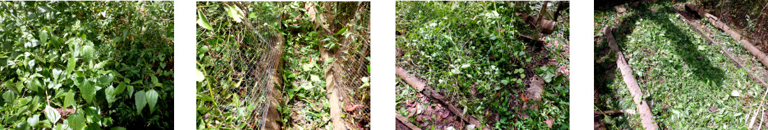 Images of claring excess growth in tropical
            backyard