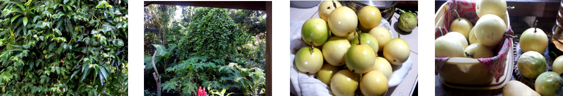 Images of passionfruit harvested from
        tropical backyard