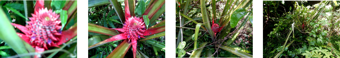 Images of pineapple fruit growing in
        tropical backyard
