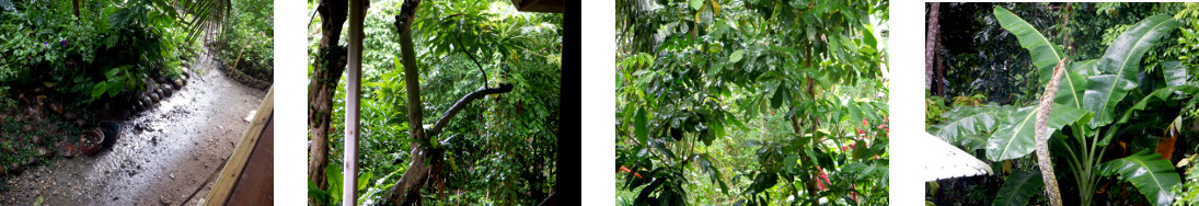 Images of rainy day in tropical backyard
