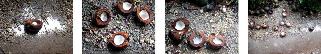 Images of opened coconuts abandoned by chickens in the
        rain