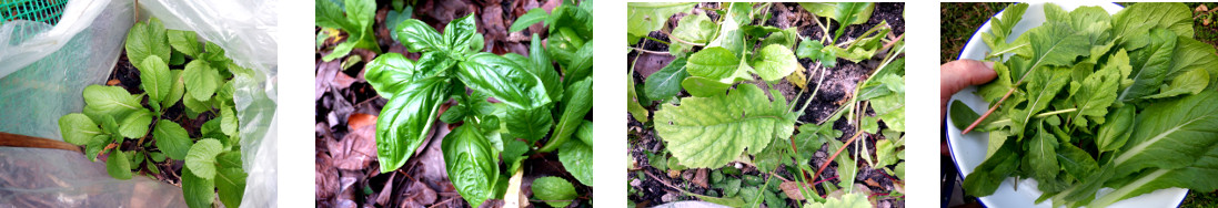 Images of green leaf salad picked in
        tropical backyard