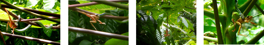 Images of a snake eating a frog in a tropical
            backyard