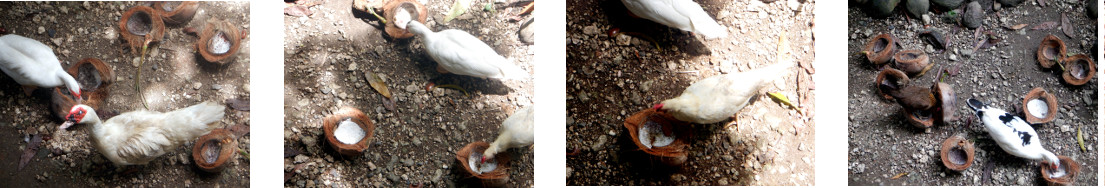 Images of ducks eating from coconut
        shells in tropical backyard
