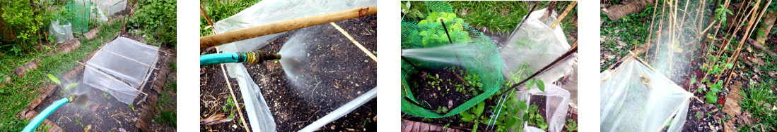 Images of tropical backyard garden
        being watered