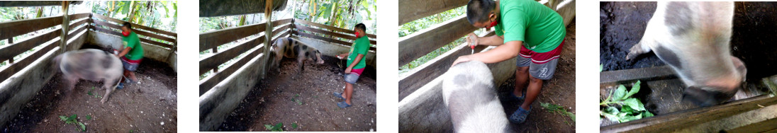 Images of tropical backyard pig being given AI for the
        first time
