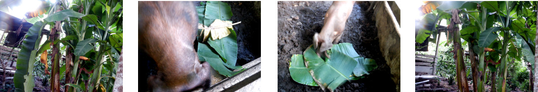 Images of banana tree trimmed and fed
        to tropical backyard pigs