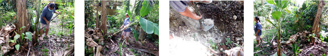 Images of banana tree being transplanted in tropical
          backyard