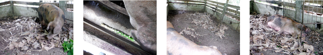 Images of tropical backyard sow
            nesting before farrowing