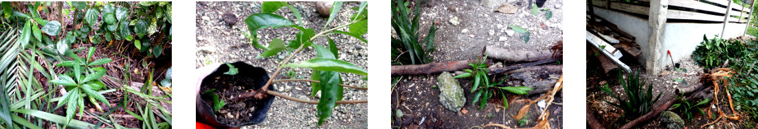 Images of "Chesa" seedlings
        planted in tropical backyard garden