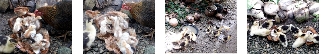 Images of chicks and duxcklings in
        tropical backyard