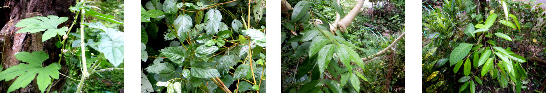 Images of bitter Gourd, Saluyot,
        Cinnamon and Durian surviving neglect in tropical backyard
        guarden