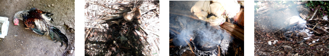 Images of dead rooster being cremated
        in tropical backyard