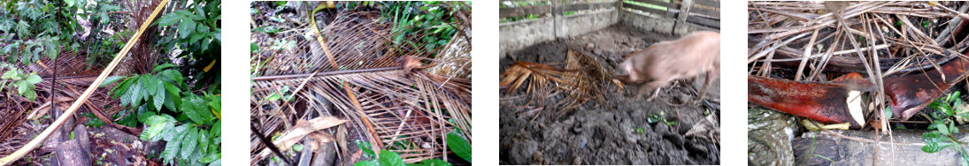 Images of tropical backyard debris cleared up after
          rain in the night