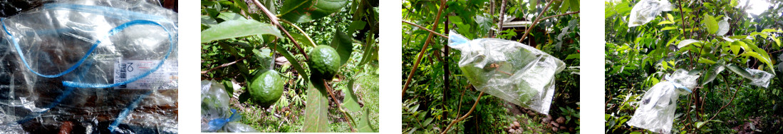 Images of attempt to protect unripe
        guava fruit from bats and nirds in tropical backyard