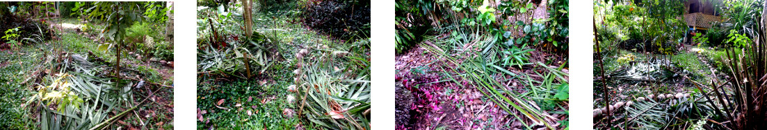 Images of composted trimmings from oil palm in tropical
        backyard