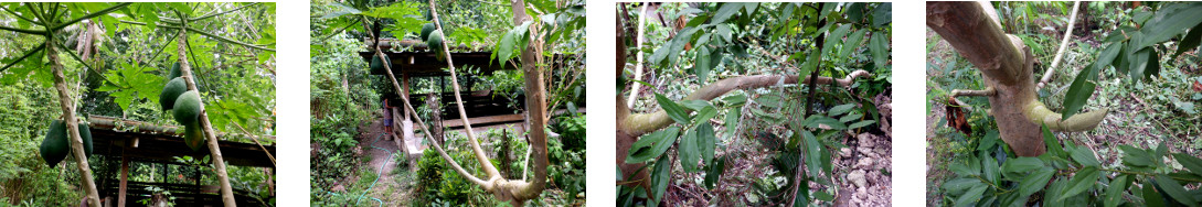 Images of damaged papaya tree trimmed
        in tropical backyard