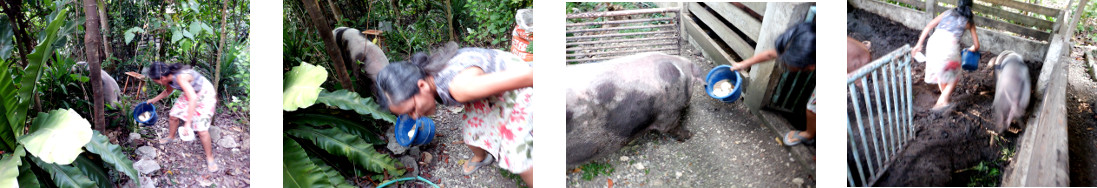 Images of a womn leading a tropical backyard pig to
            another pen using a bucket of food