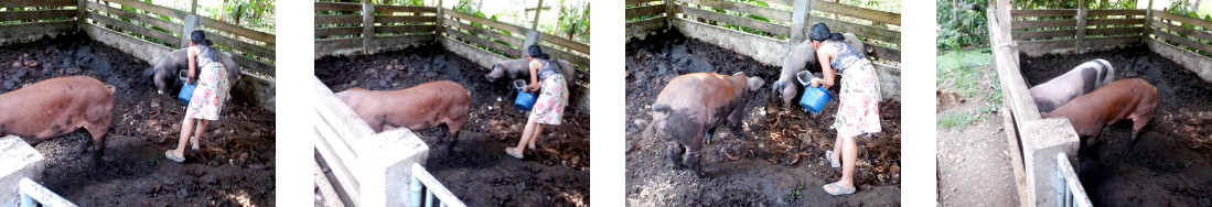 Images of tropical backyard pigs in pen