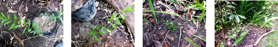 Images of two pommegranite cuttings
        planted in tropical backyard