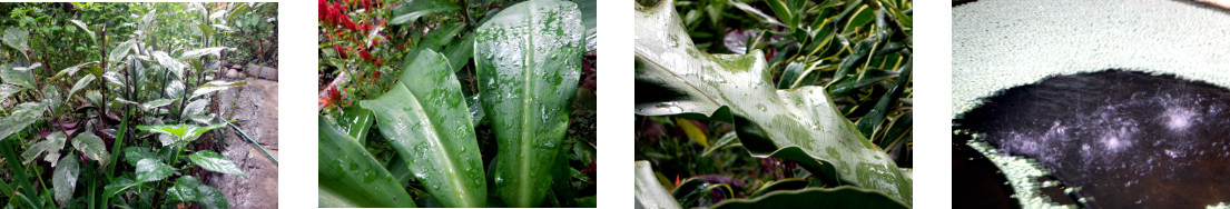 Images of light rain in tropical
        backyard