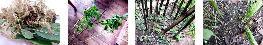 Images of Amaranth and Holy Basil
        planted in tropical backyard garden