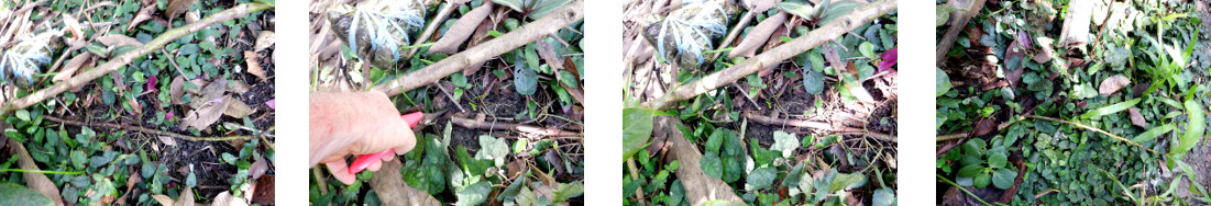 Images of ground layered avocado
            twig being freed from mother tree