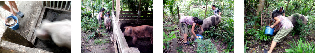 Images of problems with moving a
        tropical backyard pig to a new pen