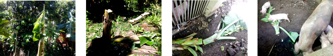 Images of damaged banana tree trimmed
        and fed to pigs in tropical backyard