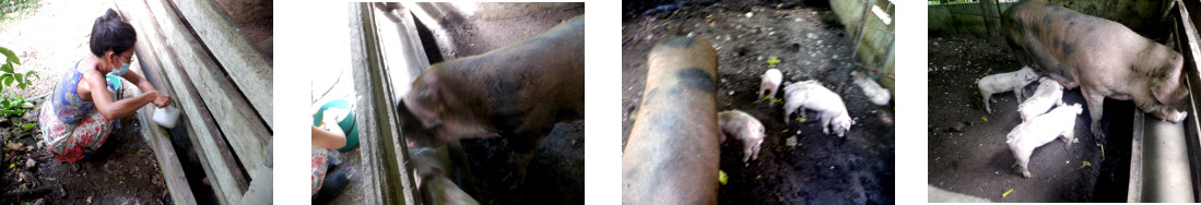 Images of a tropical backyard sow
