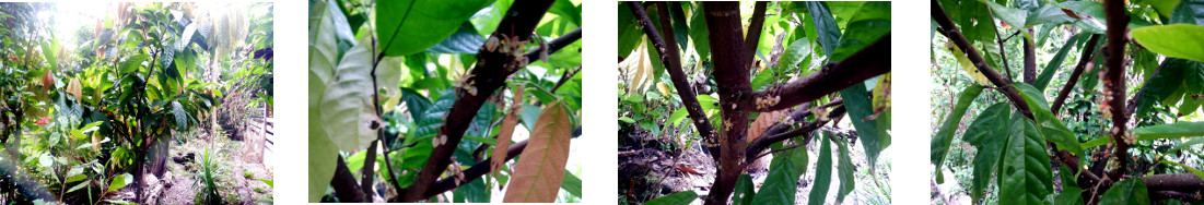 Images of native cacao tree flowering
        in tropical backyard