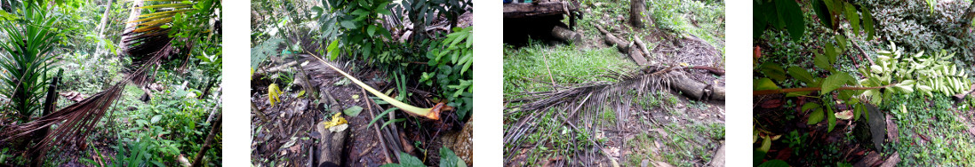 Images of debris in tropical backyard
        after heavy rain