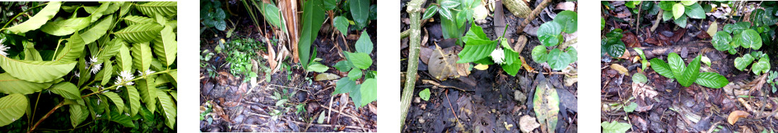 Images of fallen coffee tree branch
        replanted as cuttings in tropical backyard