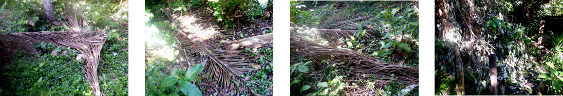 Images of fallen debris in tropical
        backyard after 36 hours of heavy rain