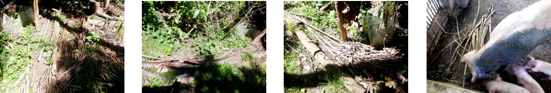 Images of fallen debris cleared from
        tropical backyard garden