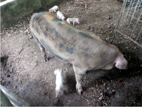 Image of tropical backyard sow with
        piglets